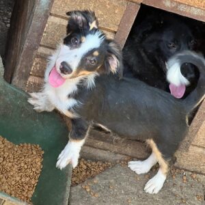 SPIROS (♂) - ausgereist zu Second chance dogs