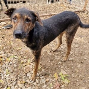 TIBO - auf PDR PS im PLZ Bezirk 75 - vermittelt