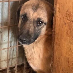 BOSA (♀) - vermisst 04/24