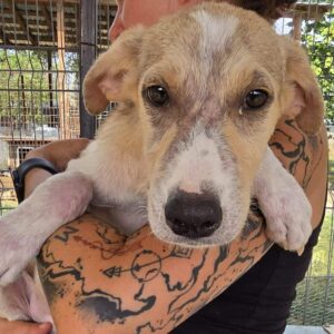 LIPA (♀) - ausgereist zu Vierbeiner in Not