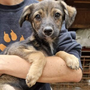 LEYLA (♀) - ausgereist zur Tierhilfe Lebenswert