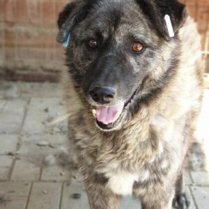 MARWIN (♂) - seit mind. 05/2018 im Shelter!