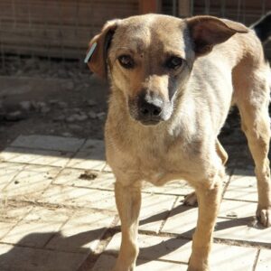 TOMMIE - vermisst 03/2022