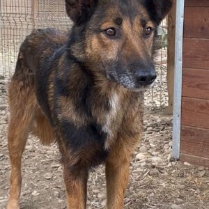 ESTRADA - reserviert NH - vermittelt