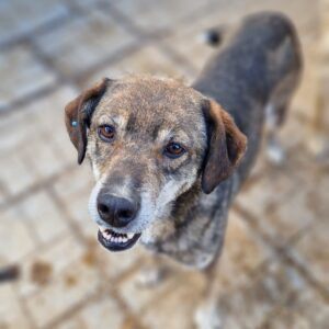 TIMOTHY - reserviert TH Gifhorn - vermittelt