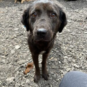 LIPA (♀) - auf PDR PS im PLZ Bezirk 56 - vermittelt