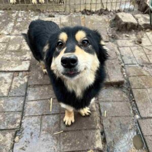 PATTI - zu dünn - vermittelt MD