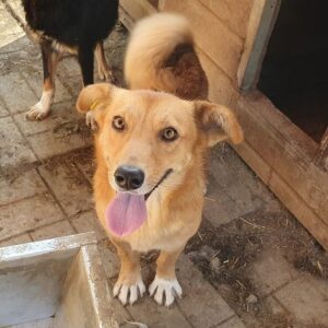 COSMO - ausgereist zum TST Rösrath