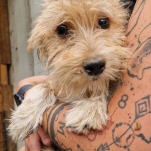 RAVELLA (♀) - ausgereist zu Vierbeiner in Not