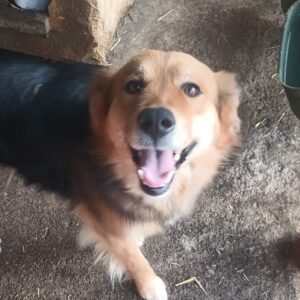 LANOU (♂) - in Rumänien vermittelt 02/24