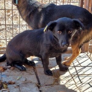 PENNI - vermittelt Betty