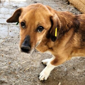 SOX (♂) - Notfall! - zu dünn - entzündete Augen - sollte zeitnah reisen!