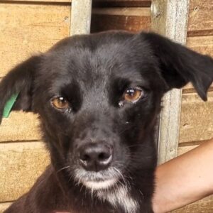 MAISIE (♀) - ausgereist zum TST Rösrath