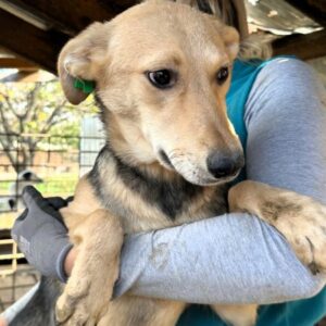 GELA (♀) - wird bereits unsicher - sollte zeitnahe reisen