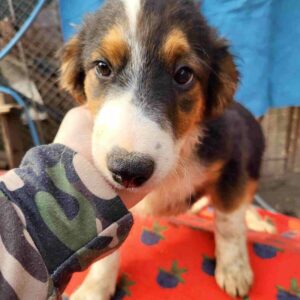 HOSCHI - vermittelt MD