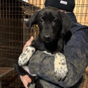 TALISA (♀) - auf PDR PS im PLZ Bezirk 21 - vermittelt