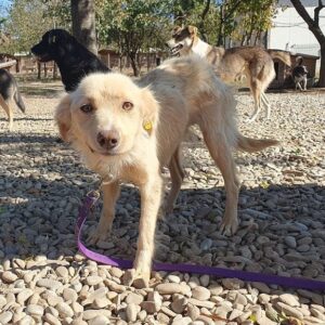 ROCHELLE - auf PDR PS im PLZ Bezirk 29 - vermittelt