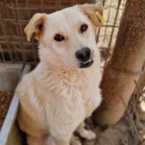 BENNY (♂) - vermisst 11/24