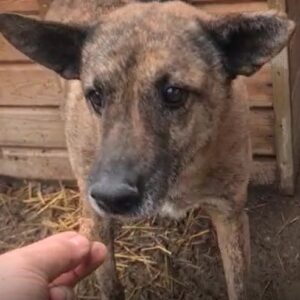 OLLY - Notfall - auf Pflegestelle in PLZ 96 - vermittelt