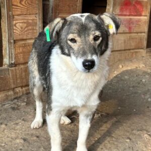 LUANO (♂) reist auf PDR Pflegestelle in PLZ 12 (20.05. KK)