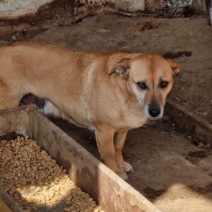 FRONY (♀) - ausgereist zum TST Rösrath (AL)