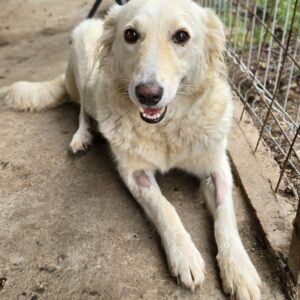 JEANNY (♀) - auf PS im Bezirk in 58 *ausgereist* - vermittelt