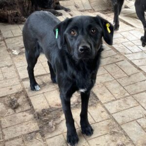 TIWI (♀) - auf PS im PLZ Bereich 12 (NE) - vermittelt