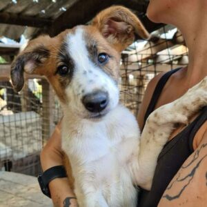 ANINA (♀) - ausgereist zu Step by paw