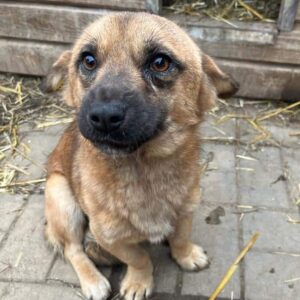 EVANS - ausgereist zu Vierbeiner in Not