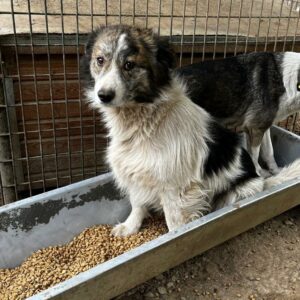 FEECHEN (♀) - vermisst 11/24