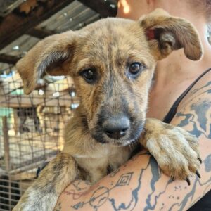 YESENIA (♀) - vermittelt MD