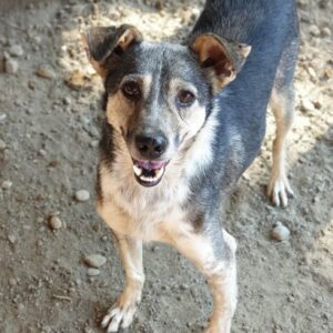 MINIMUS - auf Pflegestelle in PLZ 9 *vermittelt*