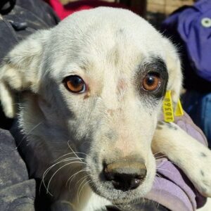 JOSI - ausgereist zum TST Rösrath