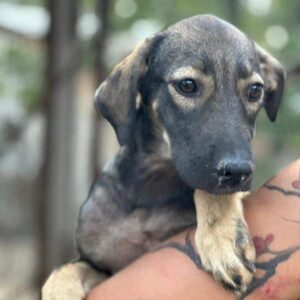 MOUSY (♀) - sollte zeitnah ausreisen!