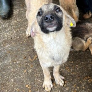 AZIZAM (♀) - Hautprobleme - sollte zeitnah reisen!