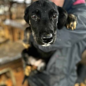 ELAYNE (♀) - auf PDR PS im PLZ Bezirk 99 - vermittelt