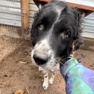 MAJOR - Notfall - blinder Senior, Hinterhandprobleme, wird gemobbt - ausgereist zum TH Gifhorn