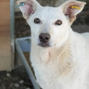 TECUMSEH - seit mindestens 2018 im Shelter - vermisst 04/24