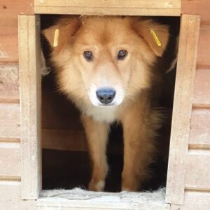 CAREX - vermisst 04/2022