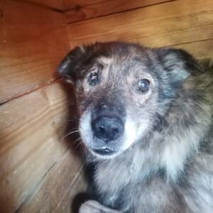 WALLACE - (fast) blind - vermittelt Manuela