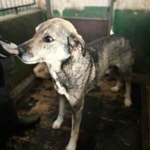 CASPER (♂) - viel zu dünn