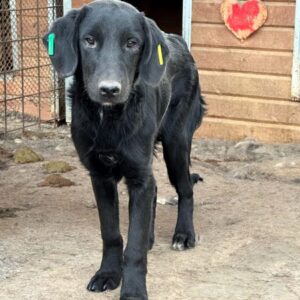 FLORIAN (♂) - auf PS im PLZ Bereich 99 - vermittelt