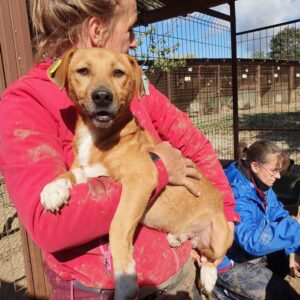 YOSCHI - ausgereist zum TST Rösrath