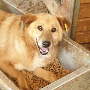 LEONHARD (♂) - vermisst 11/2024