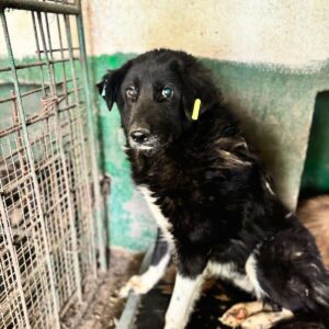 FLEETWOOD (♂) - abgemagert