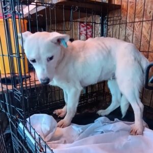 JOLLIE (♀) - sehr dünn - ausgereist zum TH Wannigsmühle