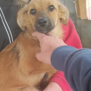 NUKI - ausgereist zu Second Chance Dogs