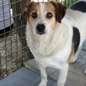 YACKO - auf Pflegestelle in PLZ 1 *vermittelt*