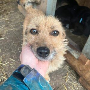 FOXY - vermittelt Isabelle