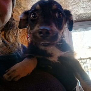 ZELDA (♀) - stark durchtrittig - auf PDR PS im PLZ Bezirk 18 - vermittelt